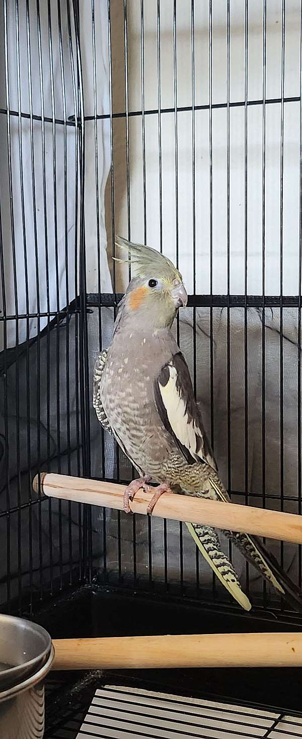 cockatiel-for-sale