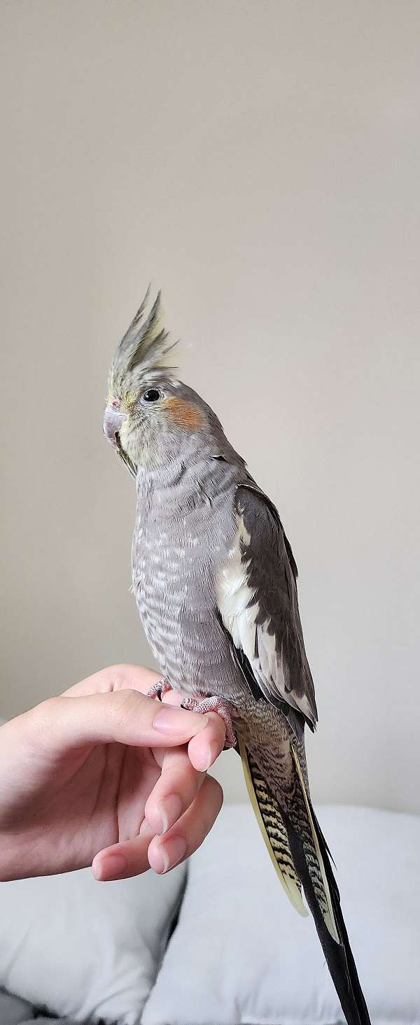 cockatiel-for-sale