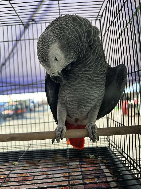 african-grey-parrot-for-sale