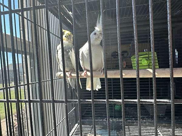 cockatiel-for-sale