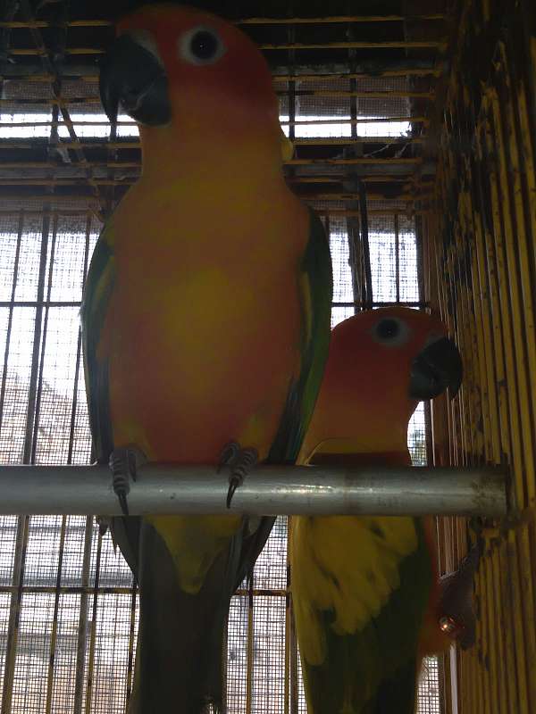 conure-for-sale