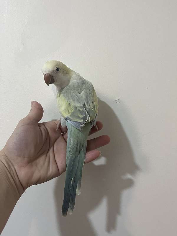 quaker-parrots-for-sale