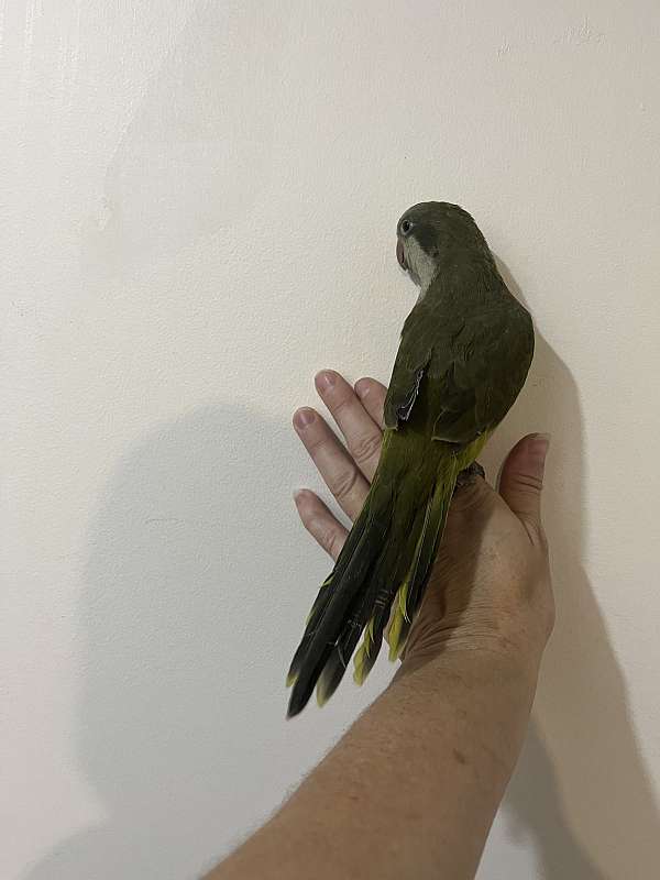 quaker-parrots-for-sale