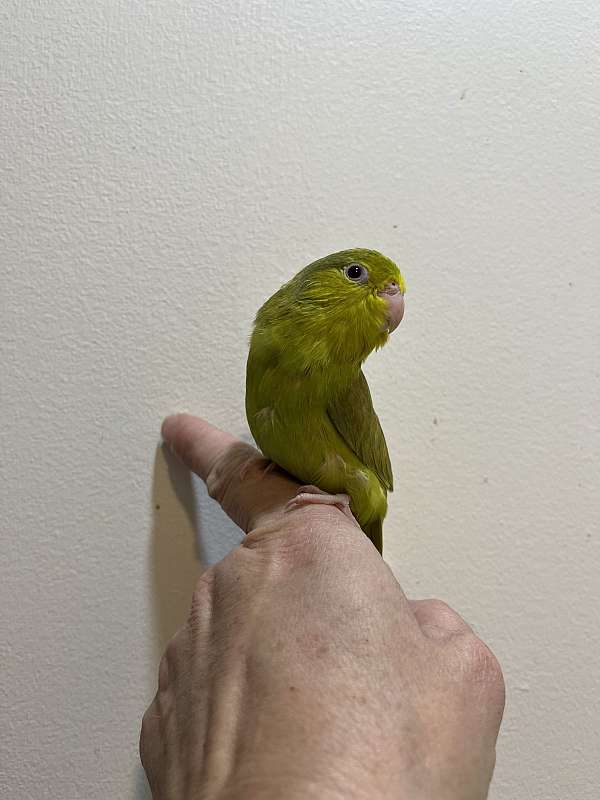 cinnamon-green-parrotlet-for-sale