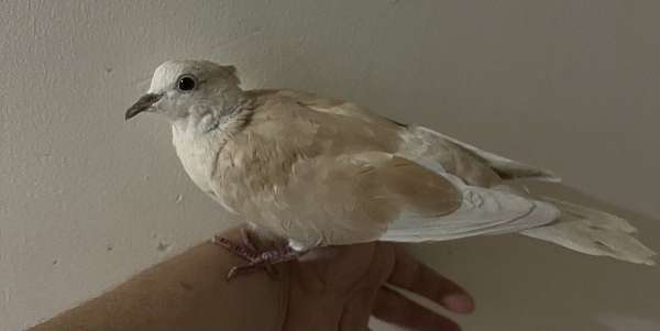 tan-white-bird-for-sale-in-savannah-mo