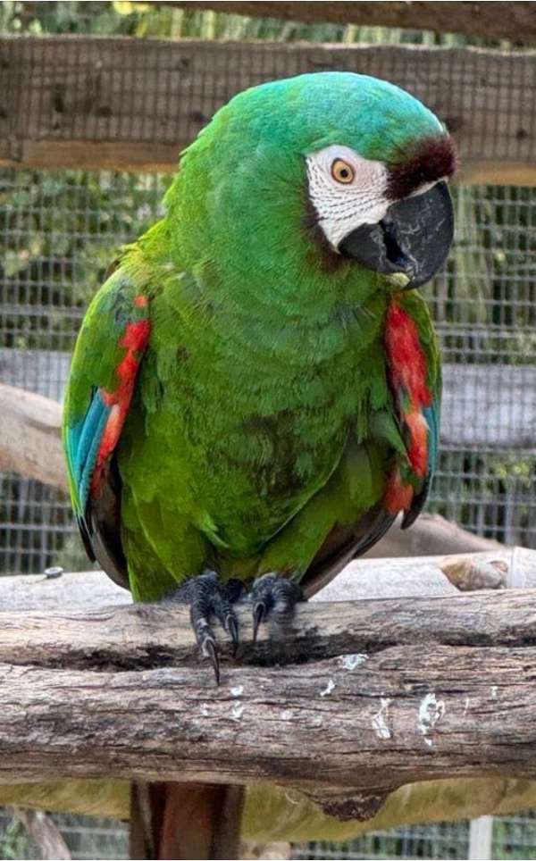 macaw-for-sale