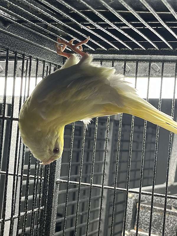 parrot-for-sale