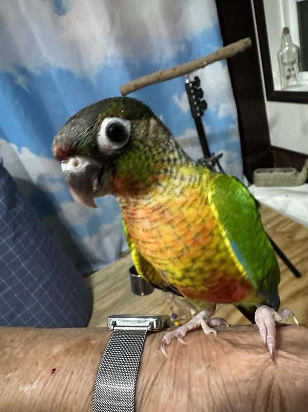 conure-for-sale