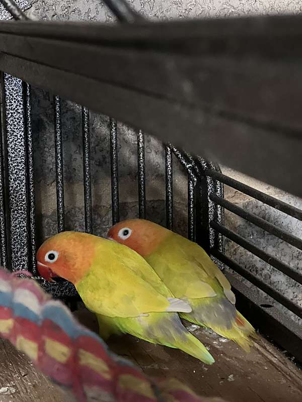 fischers-lovebird-for-sale