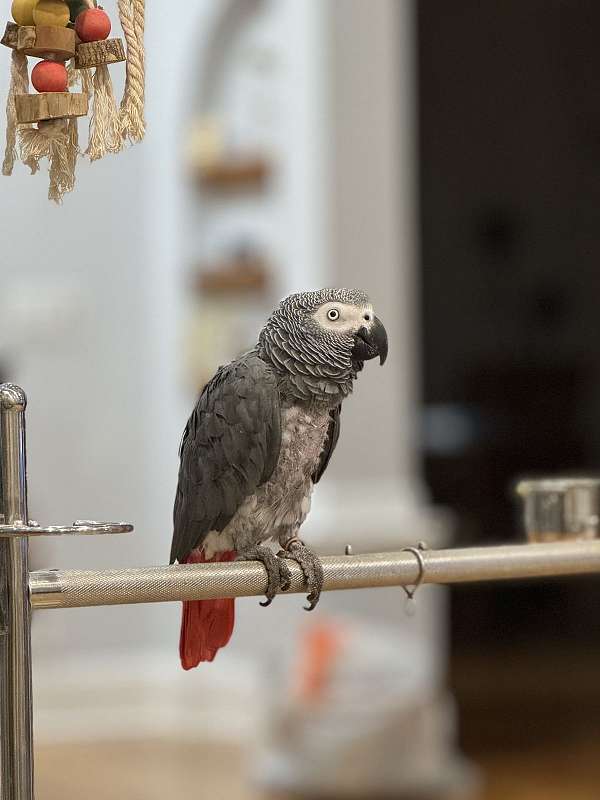 african-grey-parrot-for-sale