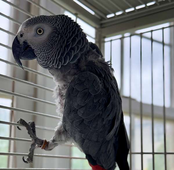 medium-bird-for-sale