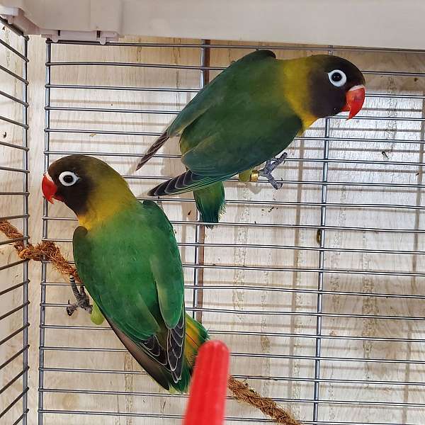 black-mask-lovebird-for-sale-in-davenport-fl