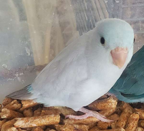 parrotlet-for-sale