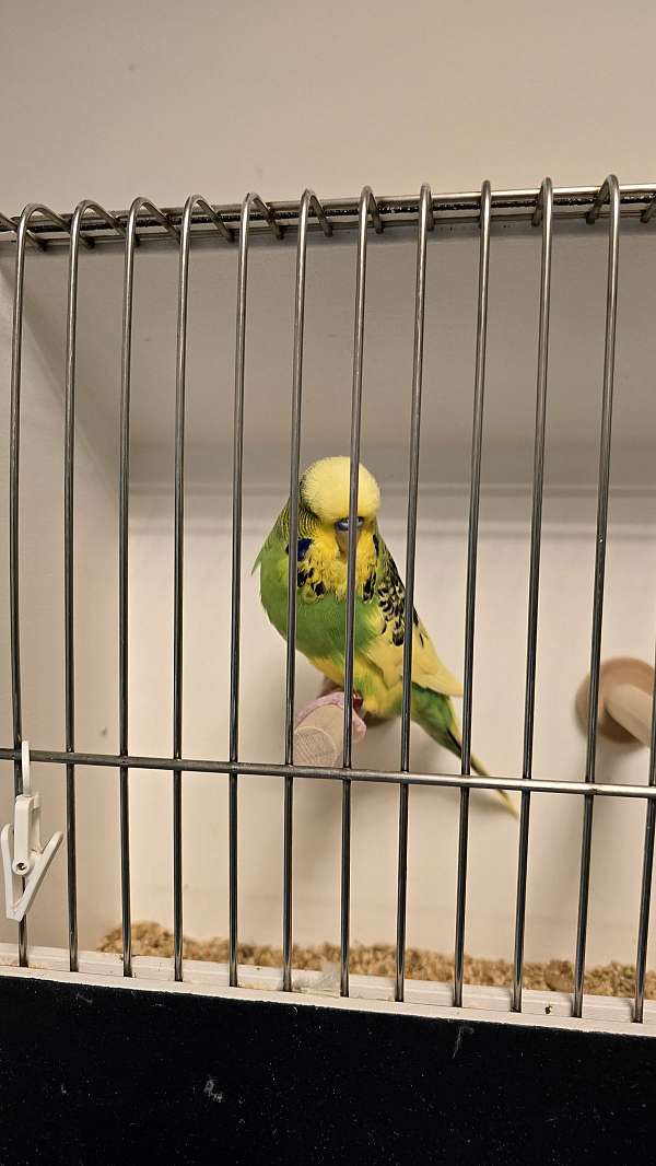 budgerigar-parakeet-for-sale