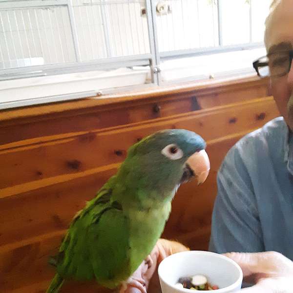 pet-quiet-conure-for-sale