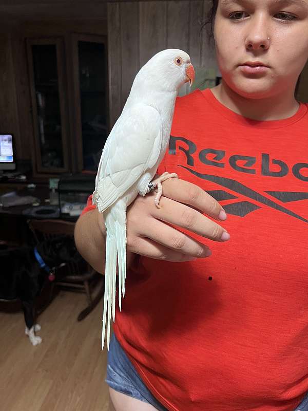 parrot-for-sale