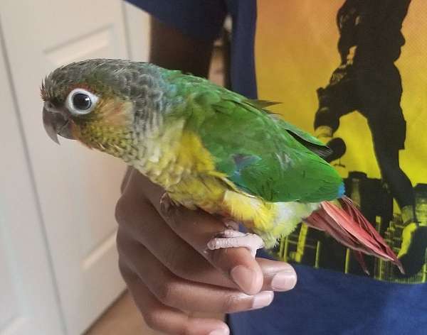 male-bird-for-sale-in-reynoldsburg-oh