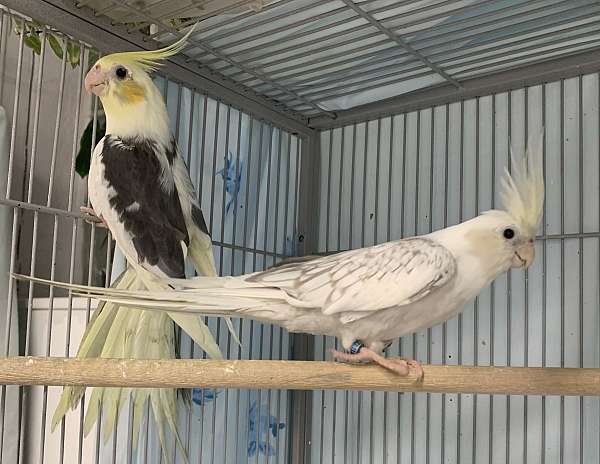 cockatiel-for-sale