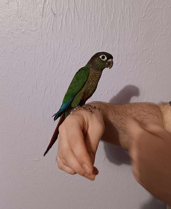 conure-for-sale