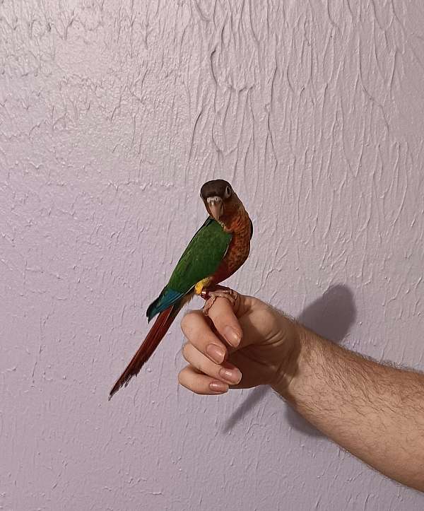 conure-for-sale