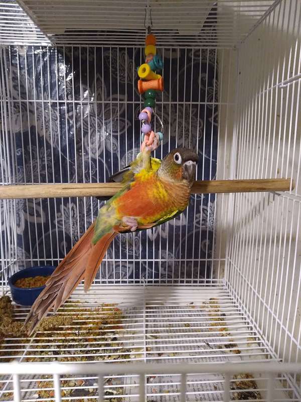 conure-for-sale