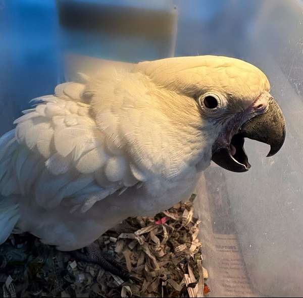 umbrella-cockatoo-for-sale