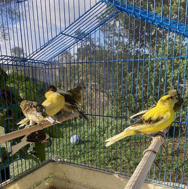 yellow-canary-american-singer-canary-for-sale