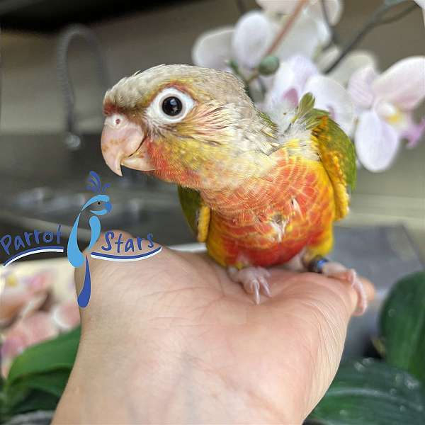 green-cheek-conure-for-sale