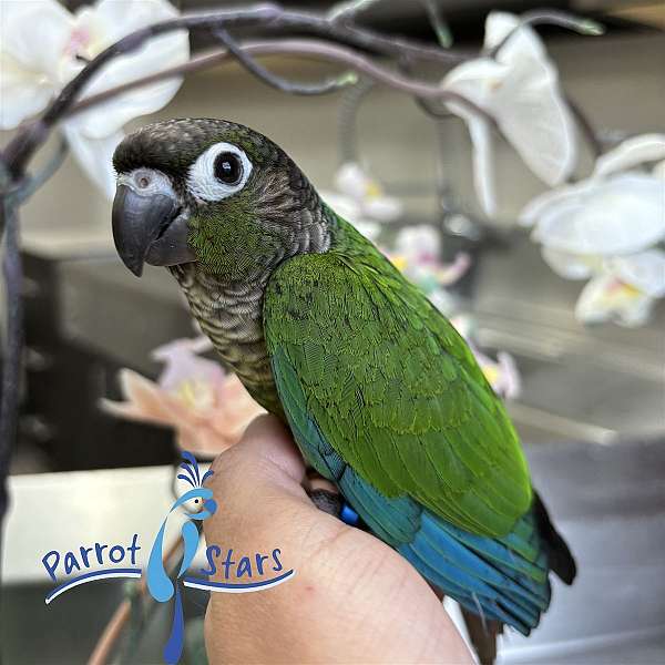 green-cheek-conure-for-sale