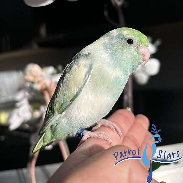 pacific-parrotlet-for-sale