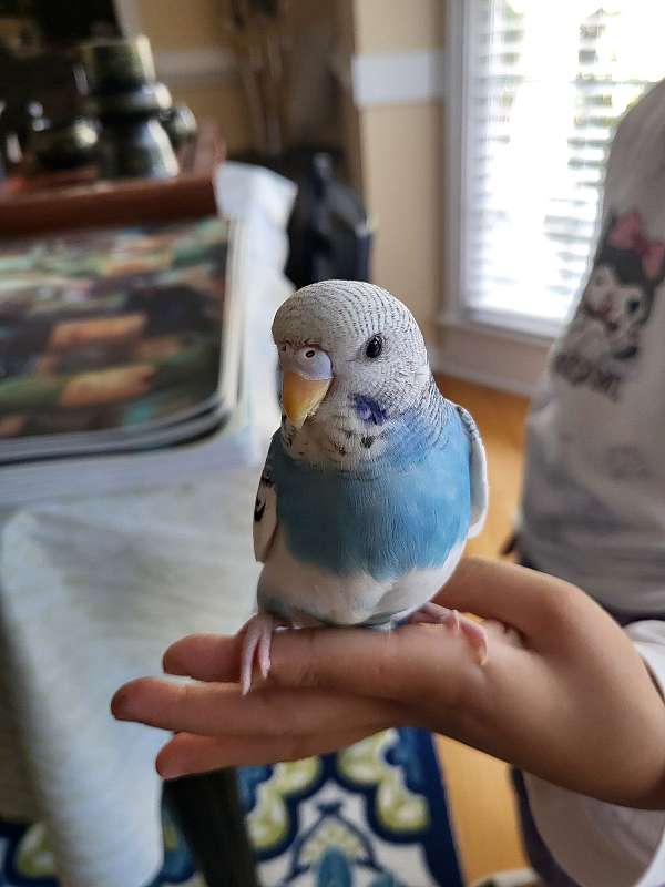 blue-budgerigar-parakeet-for-sale