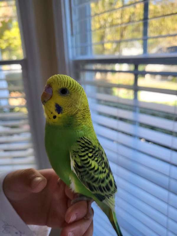 green-budgerigar-parakeet-for-sale