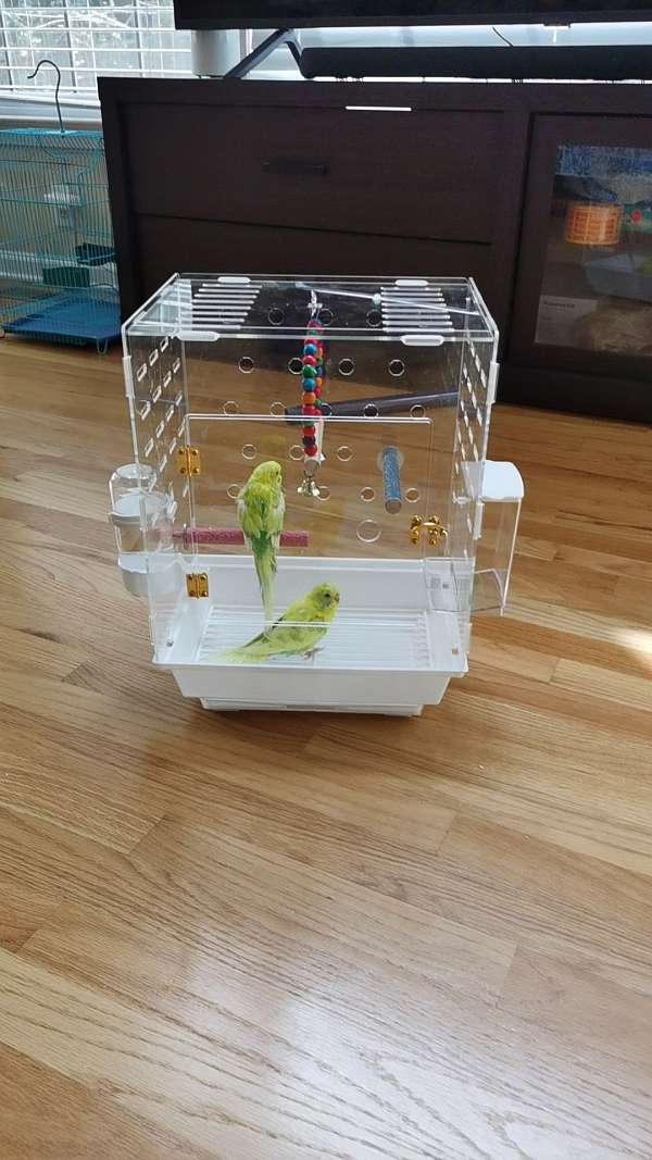 green-budgerigar-parakeet-for-sale