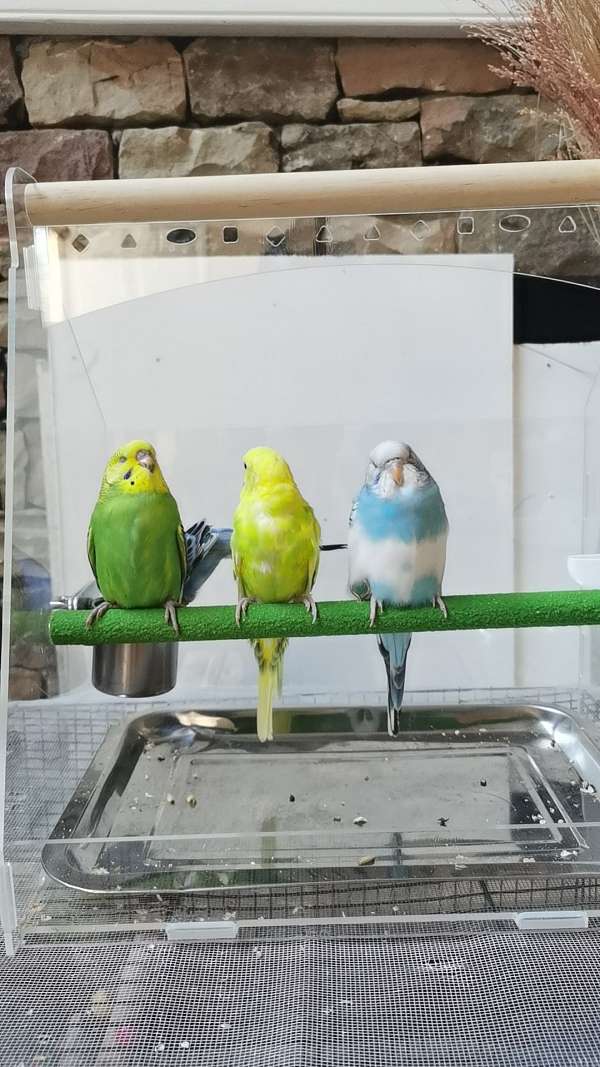 yellow-budgerigar-parakeet-for-sale