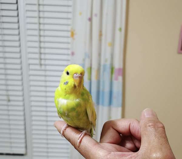 budgerigar-parakeet-for-sale