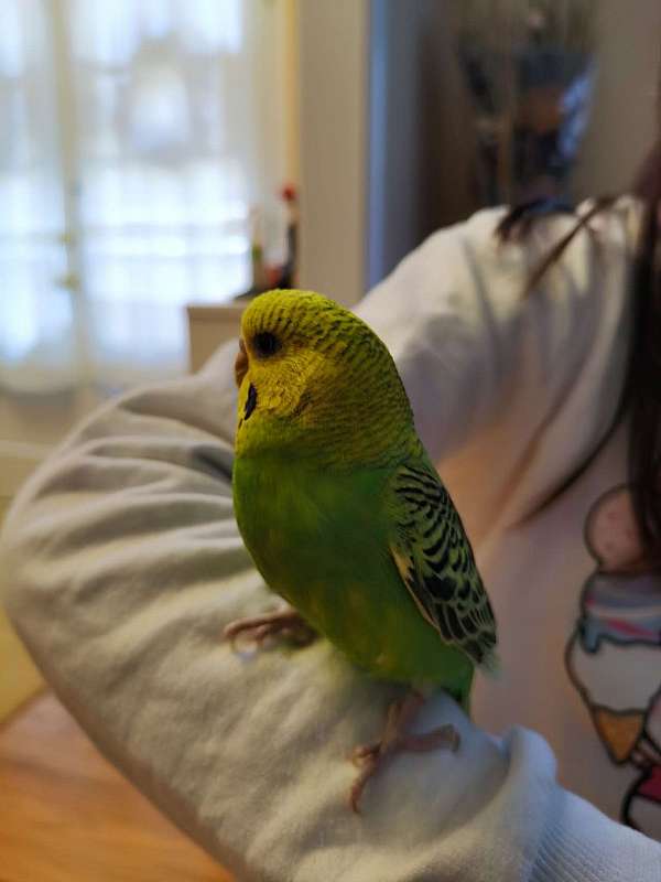 budgerigar-parakeet-for-sale