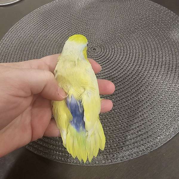 lilac-yellow-parrotlet-for-sale