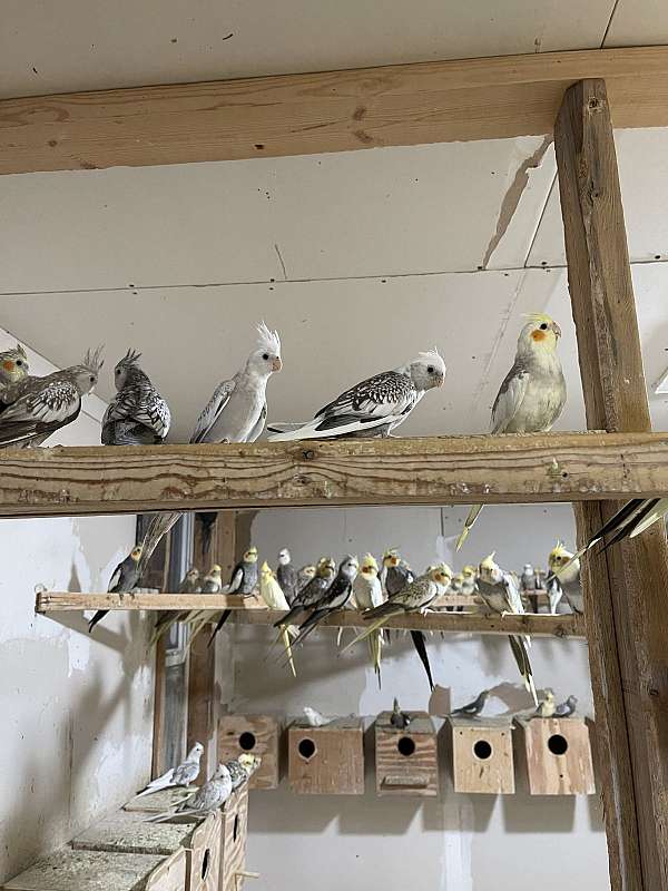 cockatiel-for-sale