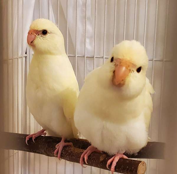 baby-bird-for-sale-in-sarasota-fl