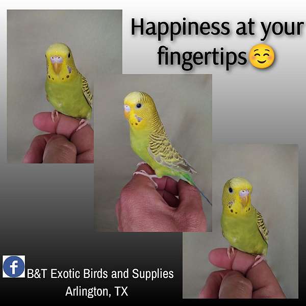 parakeet-for-sale