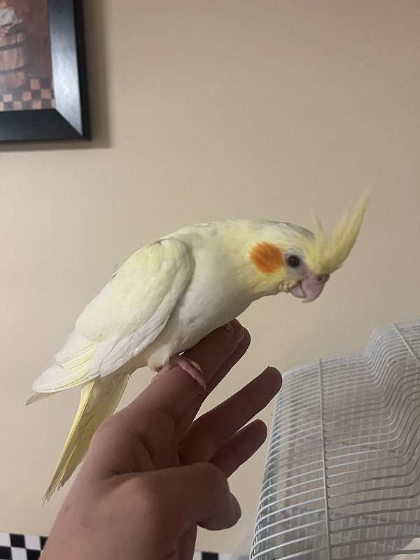 cockatiel-for-sale