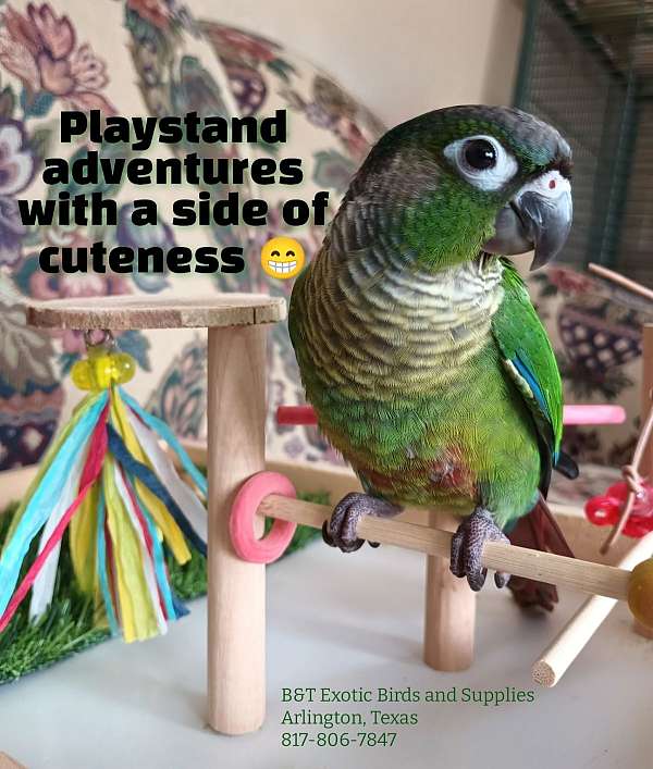 conure-for-sale