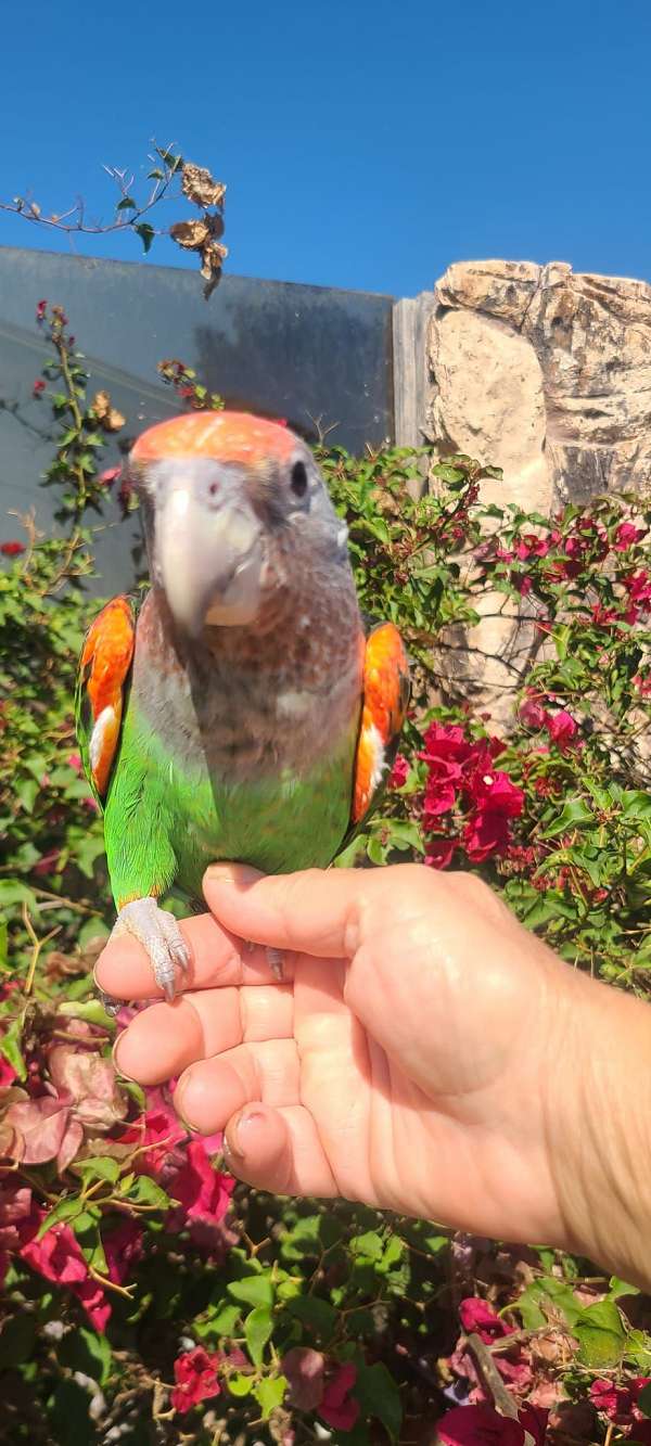 green-orange-bird-for-sale-in-san-diego-ca