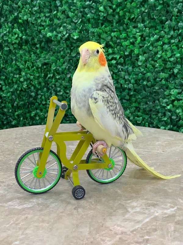 orange-white-cockatiel-for-sale