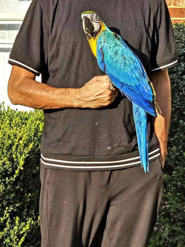 blue-gold-macaw-for-sale