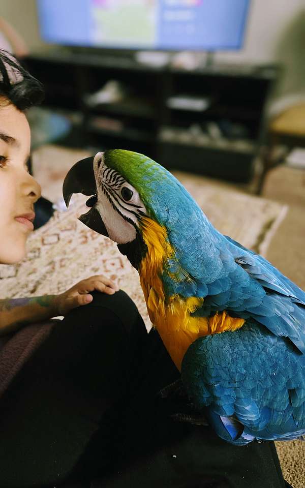 blue-gold-macaw-for-sale