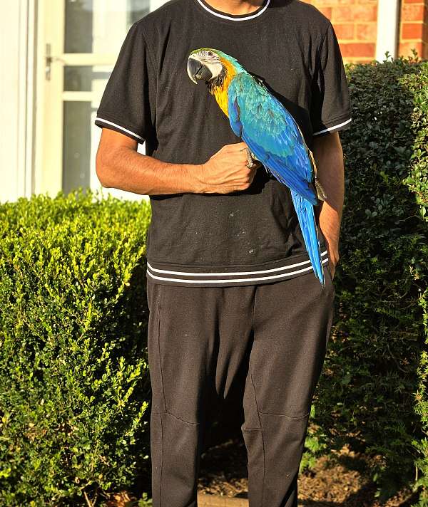 blue-gold-macaw-for-sale