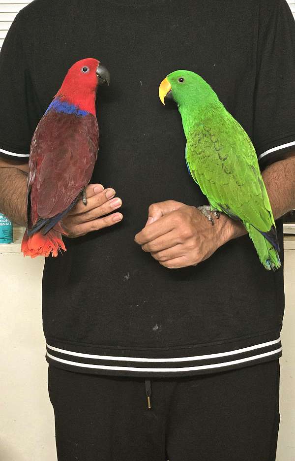 bonded-pair-tame-eclectus-parrots-for-sale