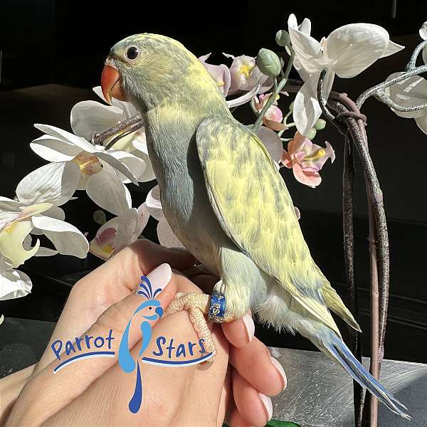 ringneck-parakeet-for-sale