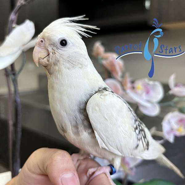 cockatiel-for-sale